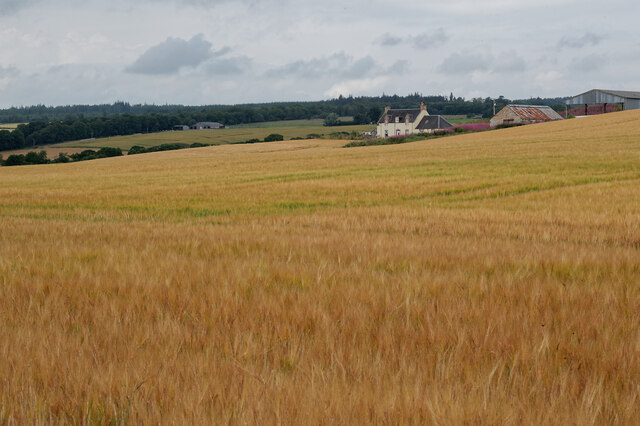Shades of barley by Balnaguie Farmhouse, Black Isle