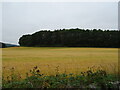 Cereal crop towards woodland