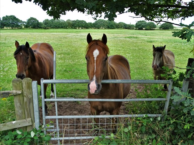 forlorn-horses-by-eagle-road-spalford-neil-theasby-cc-by-sa-2-0