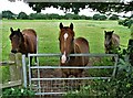 Forlorn horses by Eagle Road, Spalford