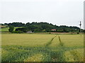 Tracks in crop field, Lucklawhill