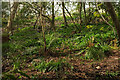 Wooded hillside, Shiphay Plantation