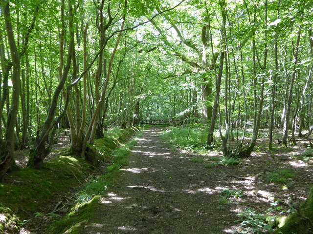 Path, Seyron Wood