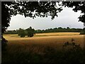 Pair of oak trees in a field by River Sowe, Exhall