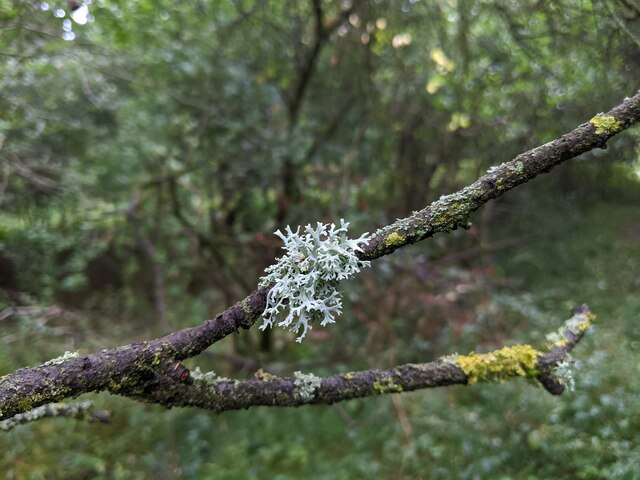 Lichen in the damp