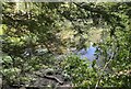 Pond beside Green Lane