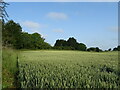 Cereal crop, South Kingennie