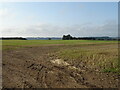 Stubble field, Wellbank