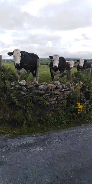 Cows, Hills of Moy