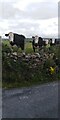 R1086 : Cows, Hills of Moy by colm