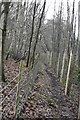 Footpath, Cork Wood