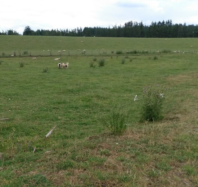 Sheep grazing near Baad's Mill
