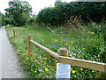 Wild flowers sown on the verge of the Southwell Trail, Southwell