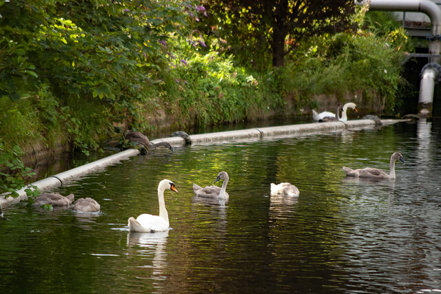Hornsey : swan family, New River