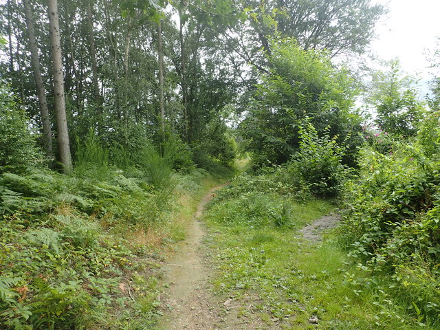 Footpath in High Wood