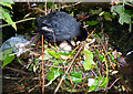 Hornsey : coot with eggs, New River