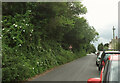 Trees alongside Reddenhill Road, Babbacombe