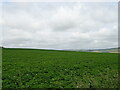 Potato crop and hedgerow near Finnieston