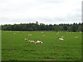 Sheep grazing towards Montreathmont Forest