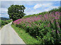 Roadside willow-herb