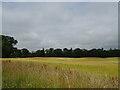 Cereal crop and woodland near Burghill