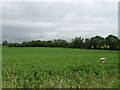 Crop field, Brechin