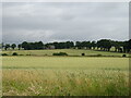 Cereal crop towards the Caledonian Railway