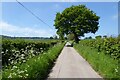 Road approaching Barrelhill Green, Yatton