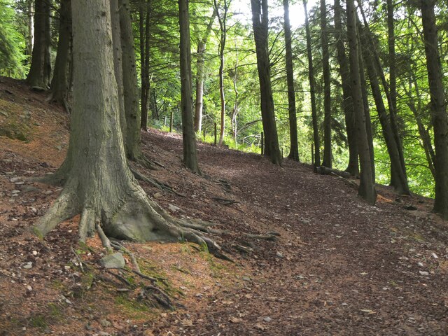 Woodland path, Falla Brae