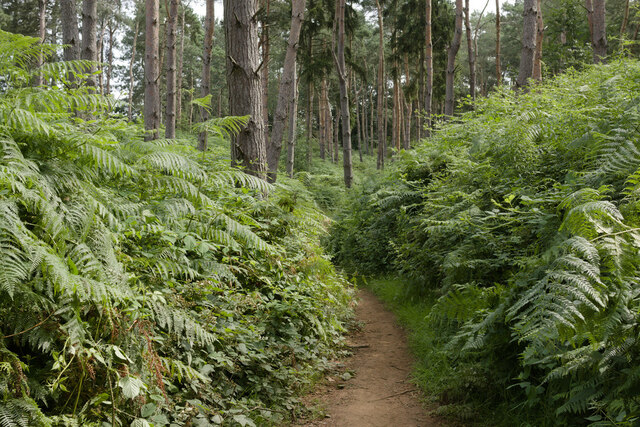 Bridleway in the Woods