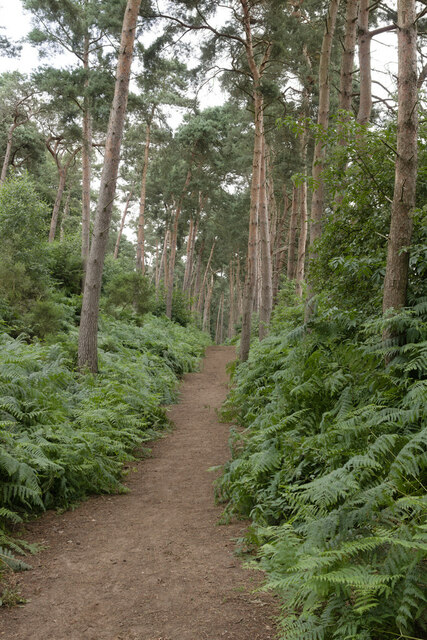 Bridleway to the East of Center Parcs
