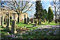 Crocuses in All Saints Churchyard, Breadsall