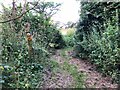 Footpath through the brambles