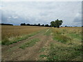 Farm track near The Grove, Hargrave