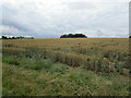 Wheatfield and copse