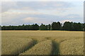 Power lines in the wheat by Dorn Hill