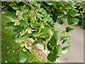 Lime tree blossom, Totnes