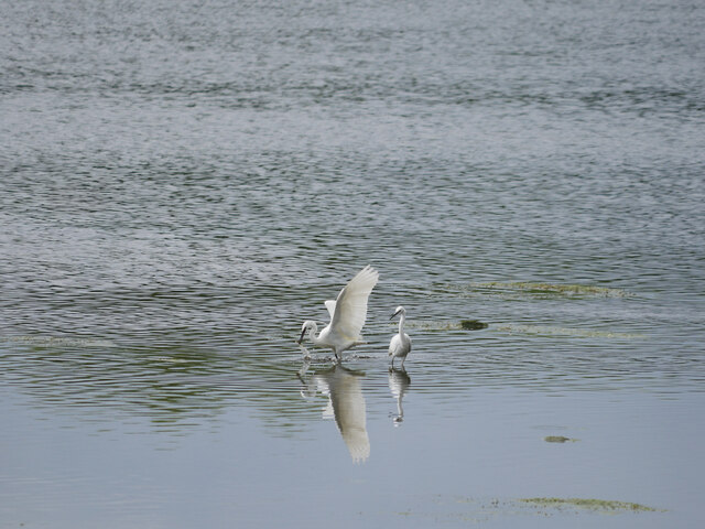 Two Little Egrets in the Tweed