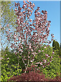 SO7119 : Cherry blossom, 2021 by Jonathan Billinger