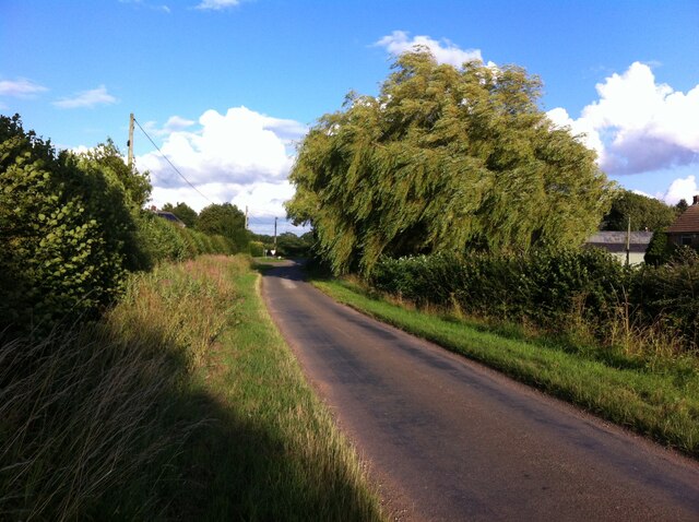 Weeping willow caught in a summer breeze, Breach Oak Lane, Astley