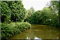 Trent and Mersey Canal (Hall Green Branch) near Hardings Wood