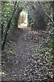 Footpath, Chelsfield Hill Wood