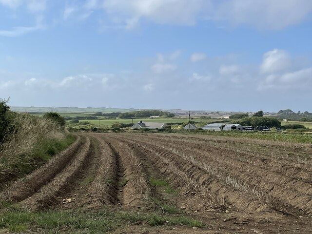 Potato field ready for harvest