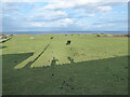 Pony paddocks at Wheatall Farm, Whitburn, Tyne & Wear