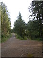 Traciau Allt Byrgwm, Fforest Brechfa/Tracks Byrgwm Wood, Brechfa Forest