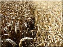 SO7840 : Wheat and barley side by side by Philip Halling