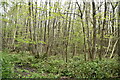 Mereworth Woods