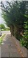 Overgrown Trees, Gerrards Close, London N14