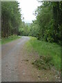 Trac fforest ger / Forest track near Cwmrhysifan, Llanllawddog