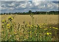 Looking across farmland to Tickhill